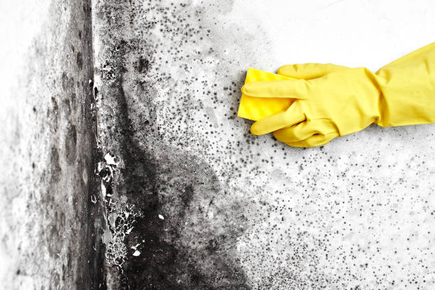 Best Best Mold Removal Companies  in Carey, OH