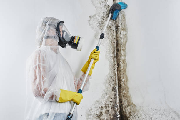 Mold Testing and Removal in Carey, OH