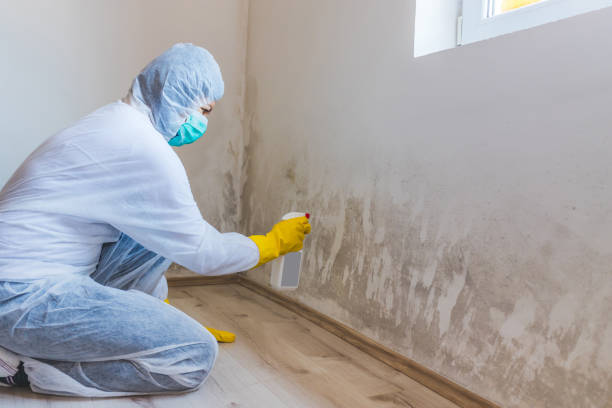 Attic Mold Removal in Carey, OH