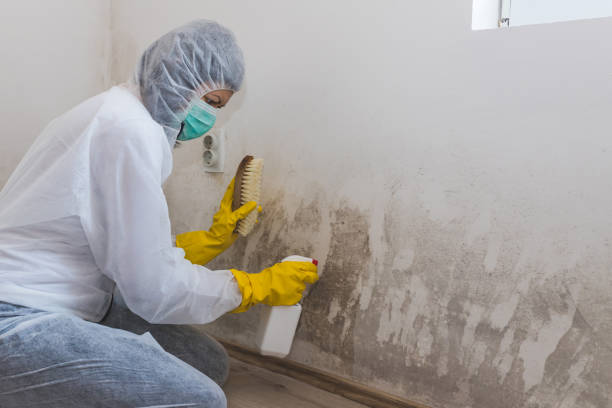 Best Professional Mold Removal  in Carey, OH