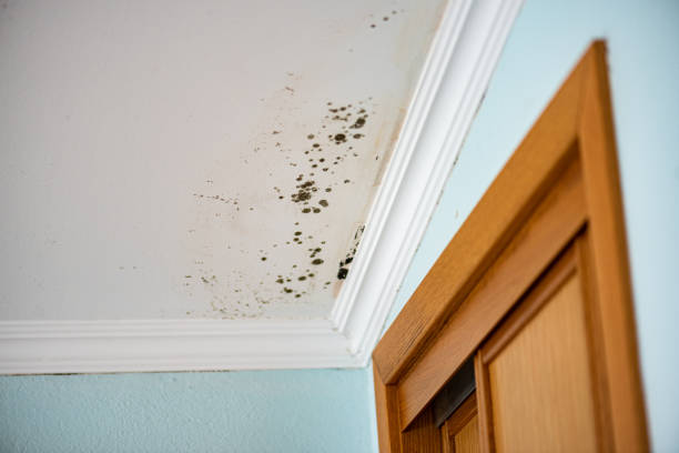 Best Toxic Mold Removal  in Carey, OH