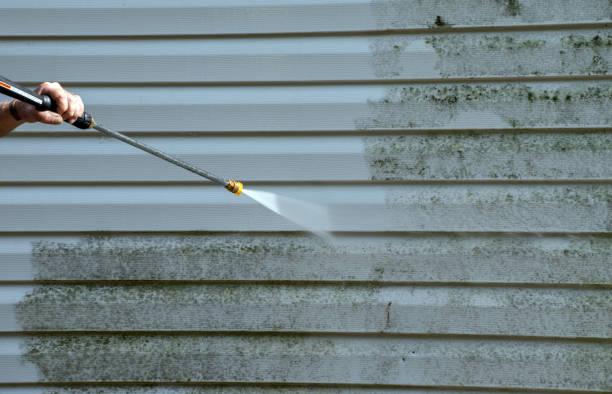 Best Certified Mold Removal  in Carey, OH