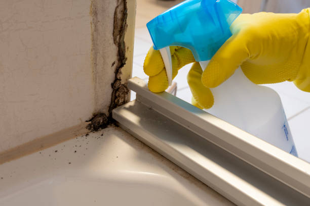 Best Mold Removal Company Near Me  in Carey, OH