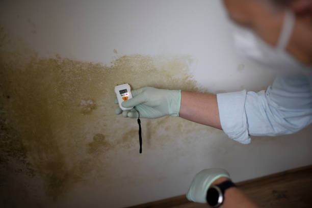Best Attic Mold Removal  in Carey, OH
