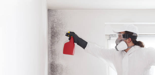 Trusted Carey, OH Mold Removal Experts