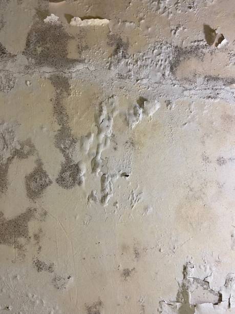 Best Same-Day Mold Removal  in Carey, OH