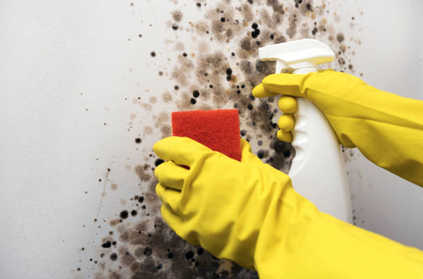 Best Residential Mold Removal  in Carey, OH