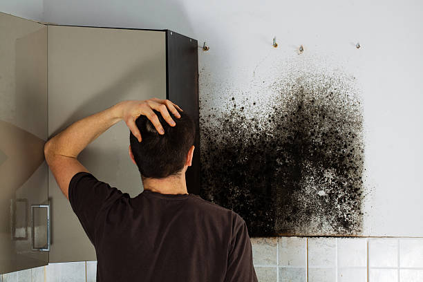 Best Mold Removal Near Me  in Carey, OH