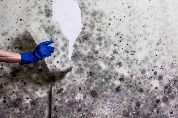 Best Emergency Mold Removal  in Carey, OH