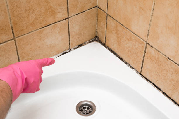 Office Mold Removal Services in Carey, OH